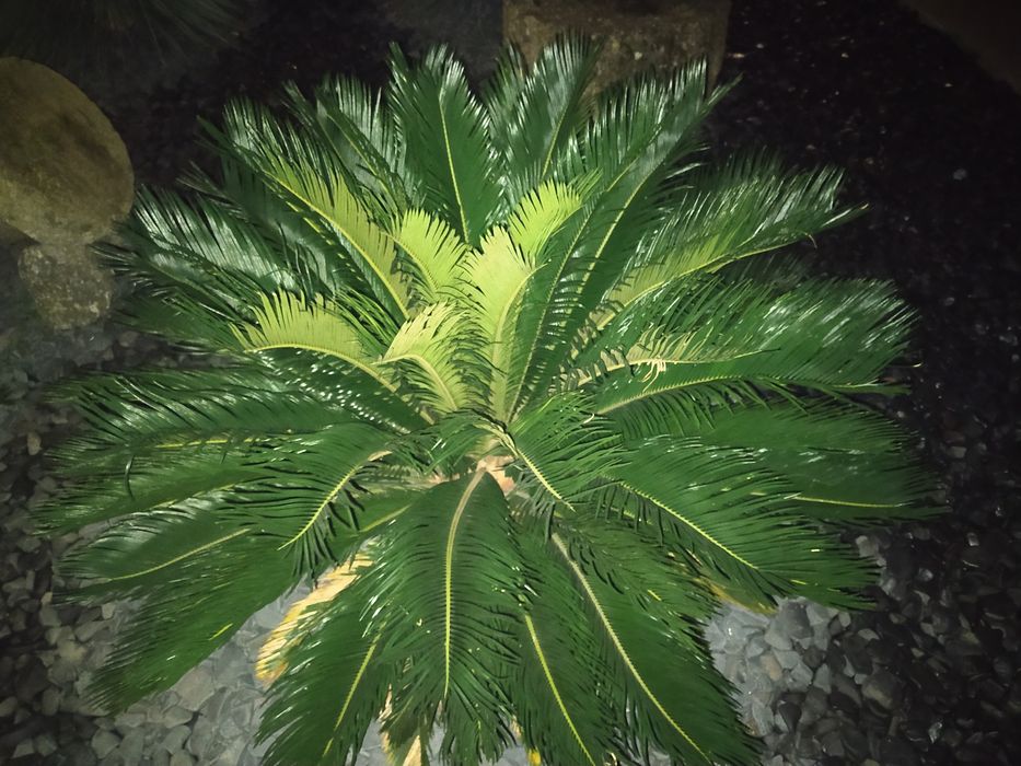 Vendem-se sicas vários tamanhos