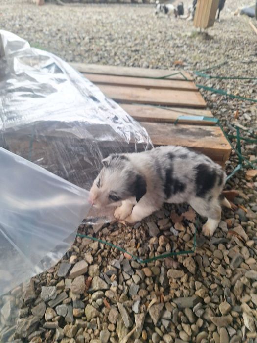 Border collie blue merle róznooki piesek Rabel