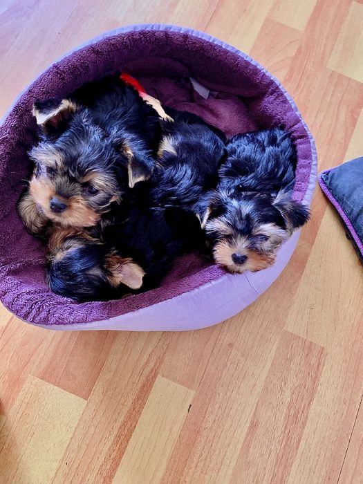 Йоркширский терьер