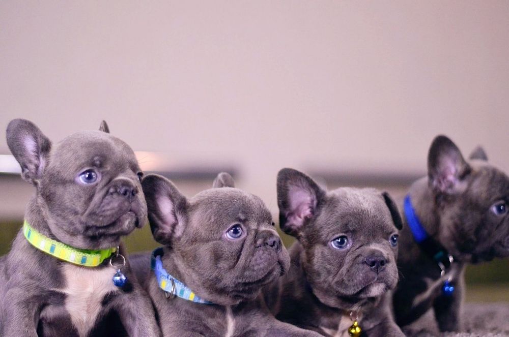 Французький бульдог .В'язка. Парубок Blue tan.