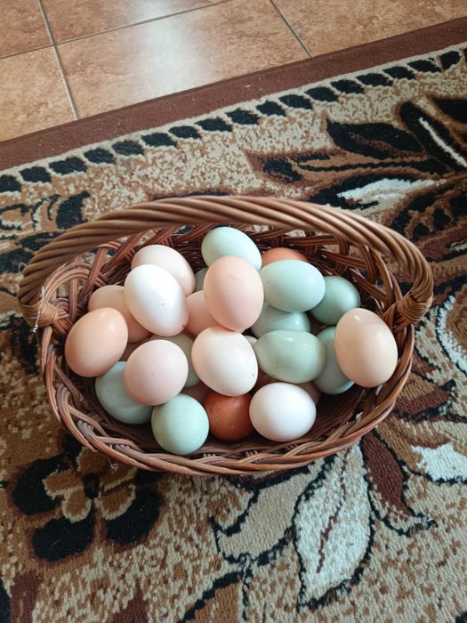 Jaja lęgowe kur niosek i liliputów.