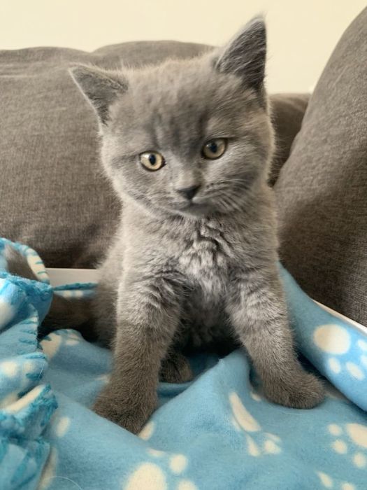 Шотландские прмямоухие котята