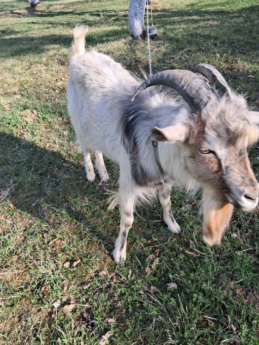ТЕРМІНОВО Продаю козлика ціна договірна