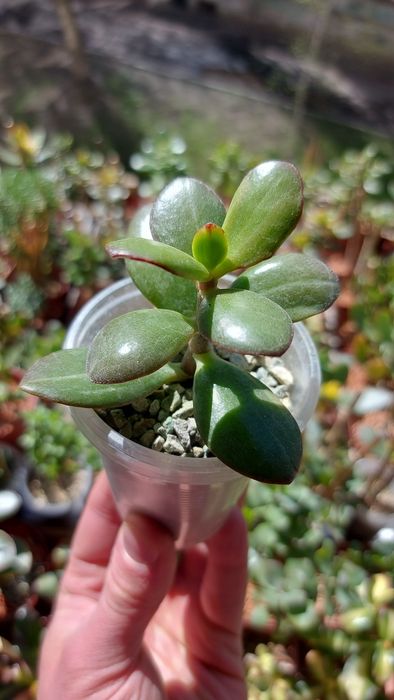 Crassula Roger Hyan  rare crassula*