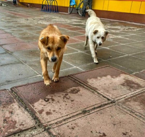 Вони мріють про дім і родину