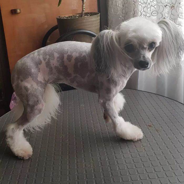 Стрижка собак малих порід