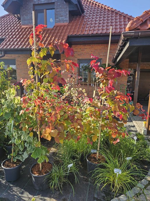 Laurowisnia Novita 60cm Etna Otto luyken