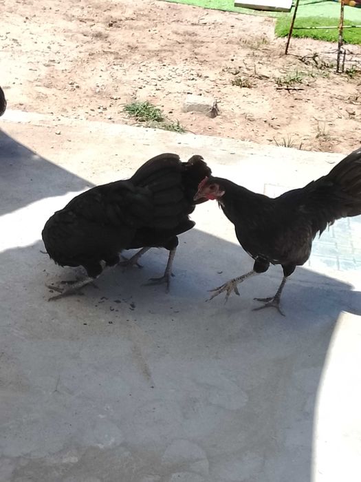 Galos garnize com 4 meses