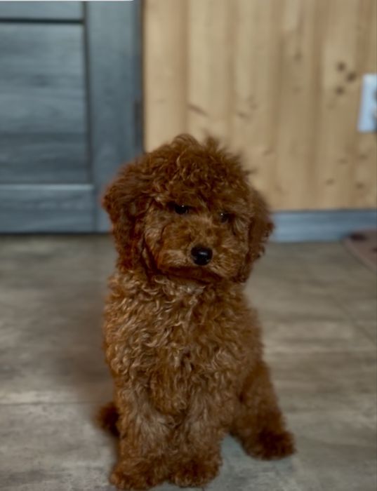 Редбраун той пудель хлопчики