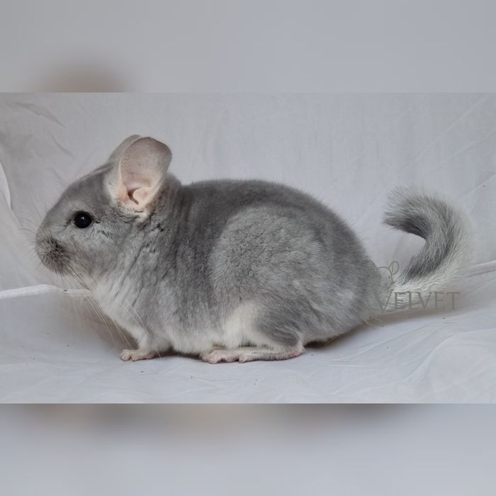 Szynszyla szynszyl samica blue diamond niebieski diament unikatowa