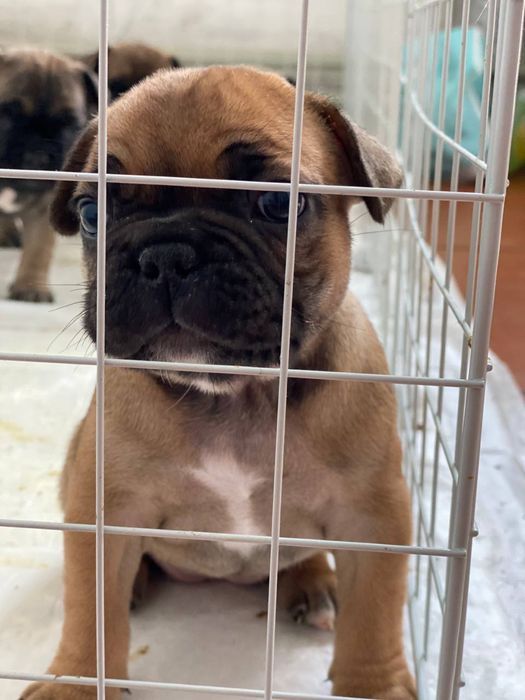 Вʼязка французького бульдога