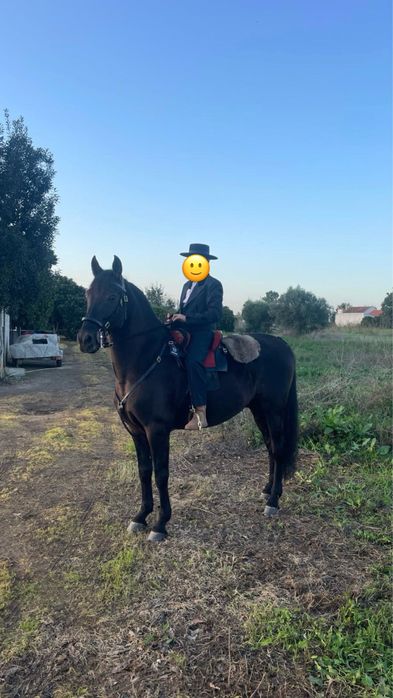 Cavalo PRE (Pura Raça Espanhola)