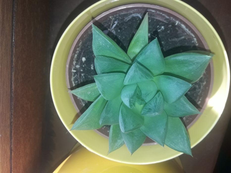 Хавортия ладьевидная