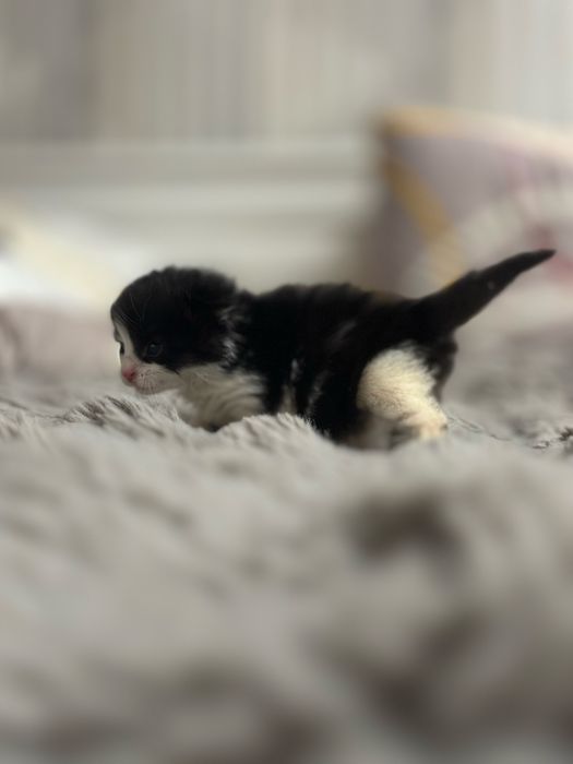 Віддам кошеня в добрі руки