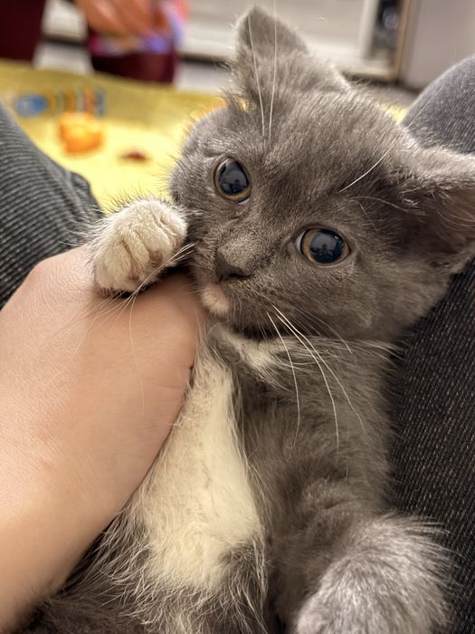 Віддам милих котиків у добрі руки