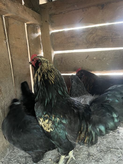 Півні молоді амераукана