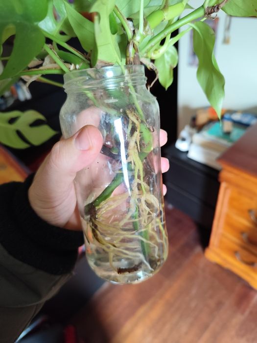 Rhaphidophora tetrasperma cuts