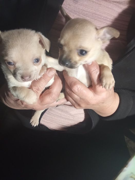 Гарненькі дівчатка