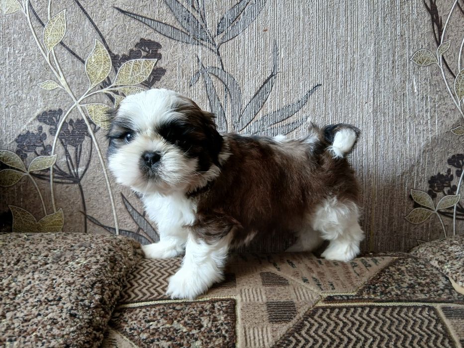 Хлопчики  ши-тцу