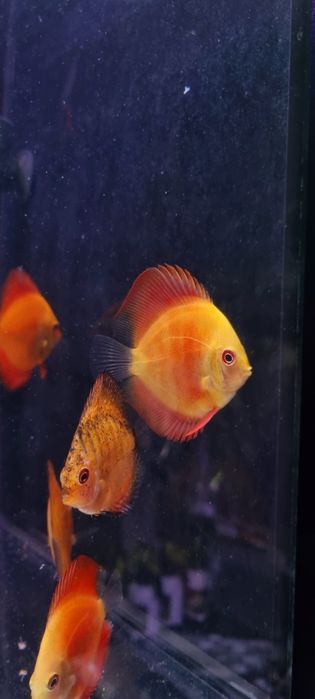 Paletka dyskowiec red melon i solid red młode