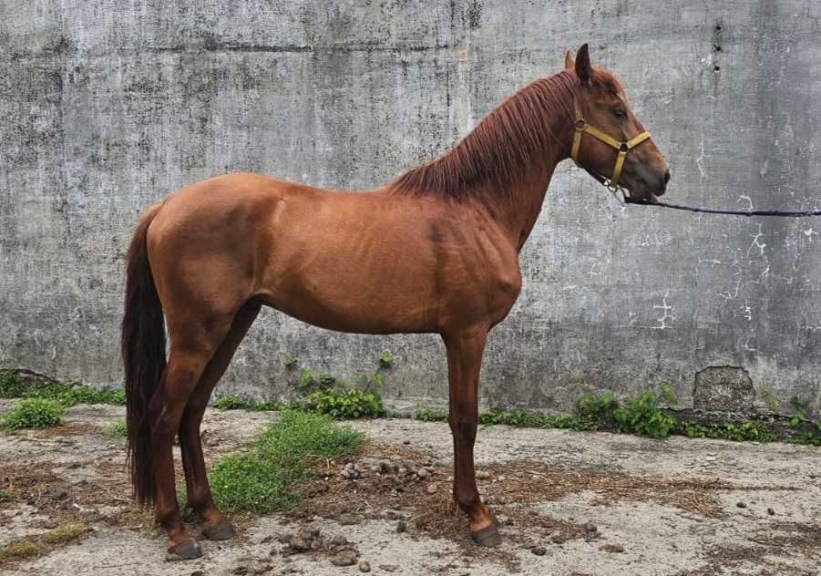 Poldro Lusitano