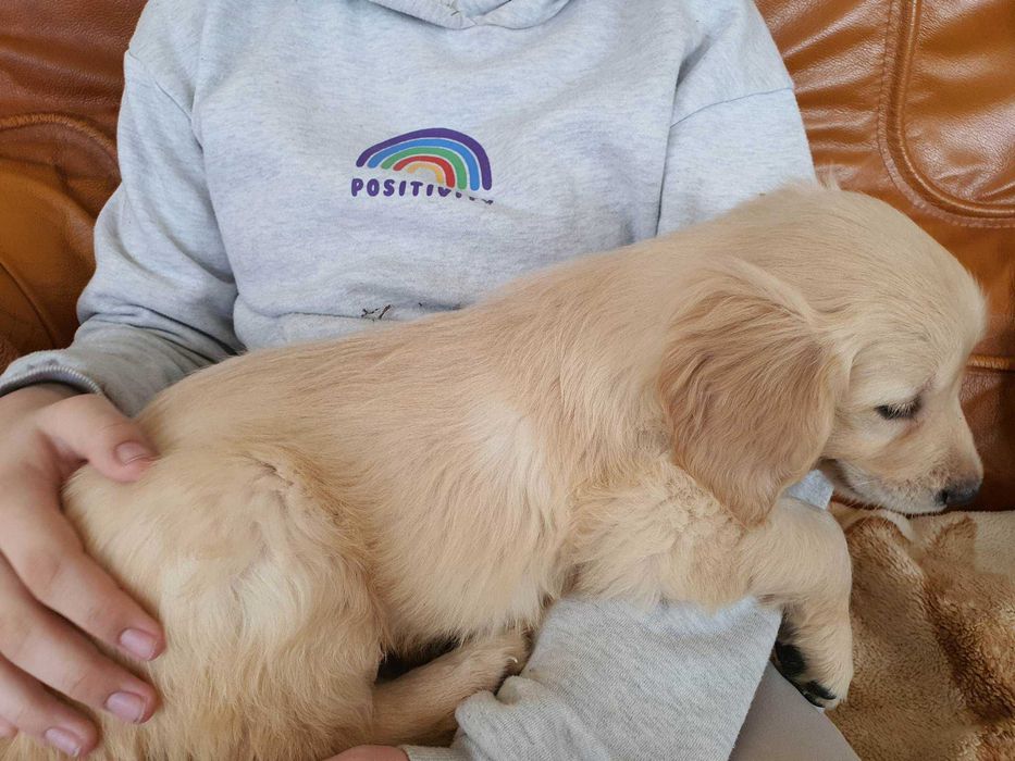 Golden Retriever kremowy piesek