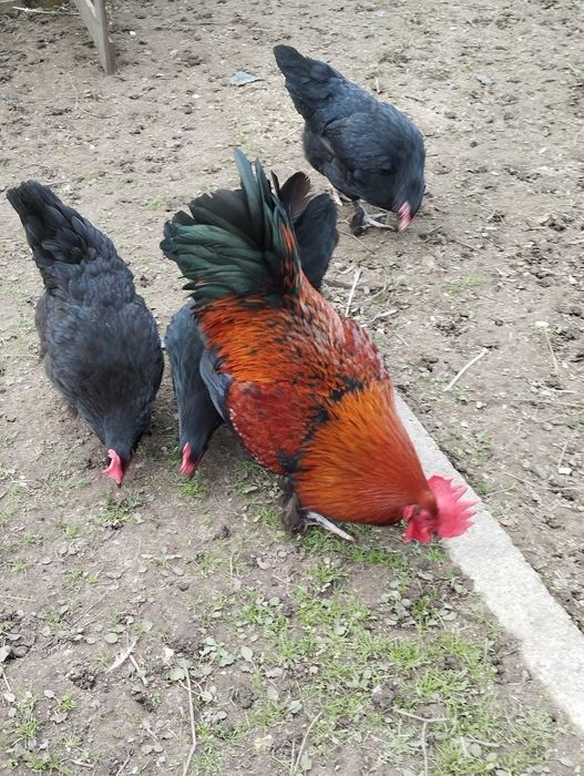 Ovos Marans ferteis