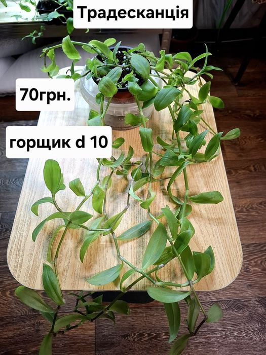 Рослини кімнатні