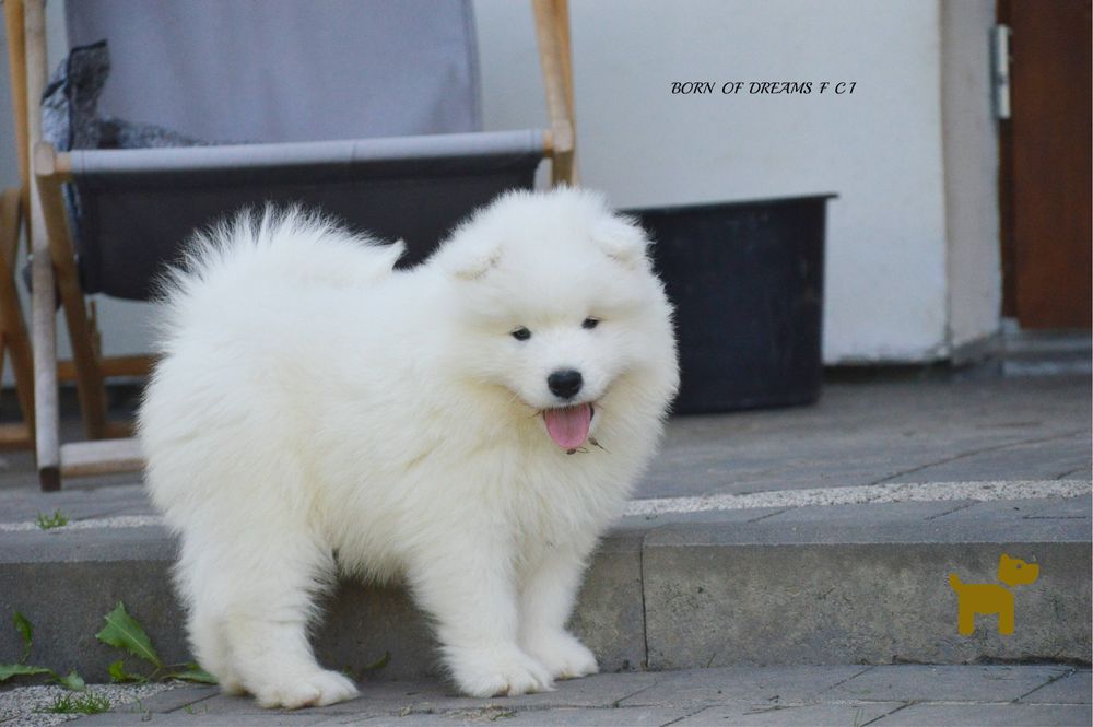 Samoyed/ Samojed ZKwP/FCI * już do odbioru*