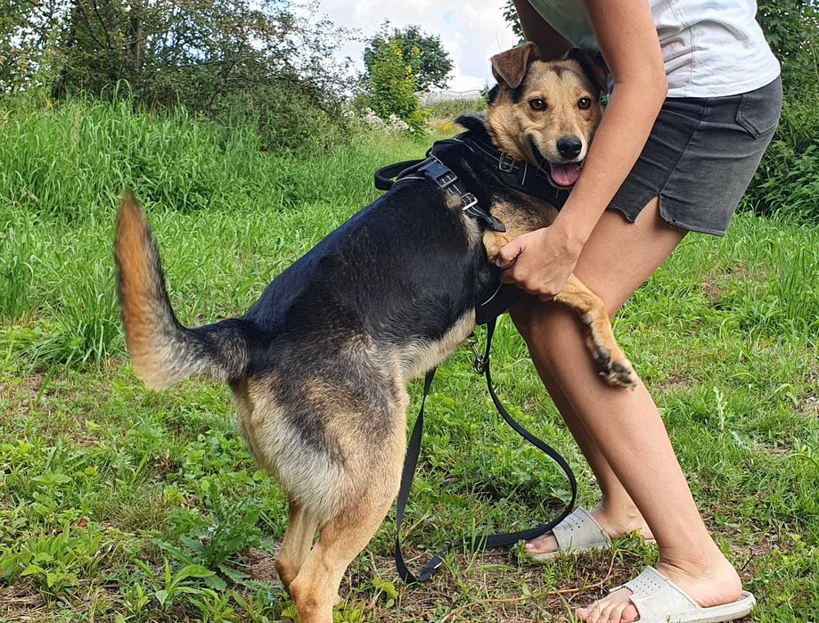 Kochany Jacky szuka domu