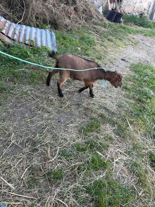 Vendo cabras micro anas sem orelhas