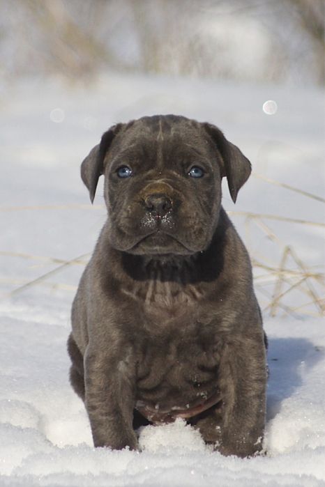 Кане корсо для серйозних власників