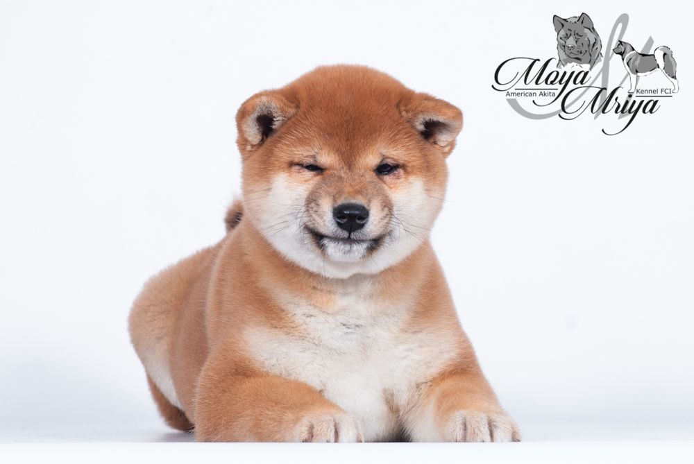 Шиба іну/ шиба ину/ сіба/ сиба/ shiba inu: 200 € Собаки Киев