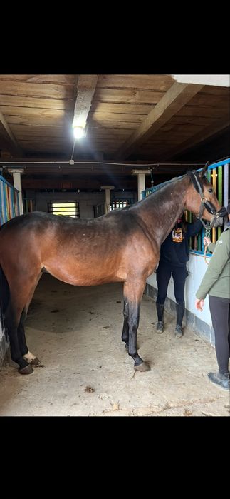 4 letni wałach małopolski