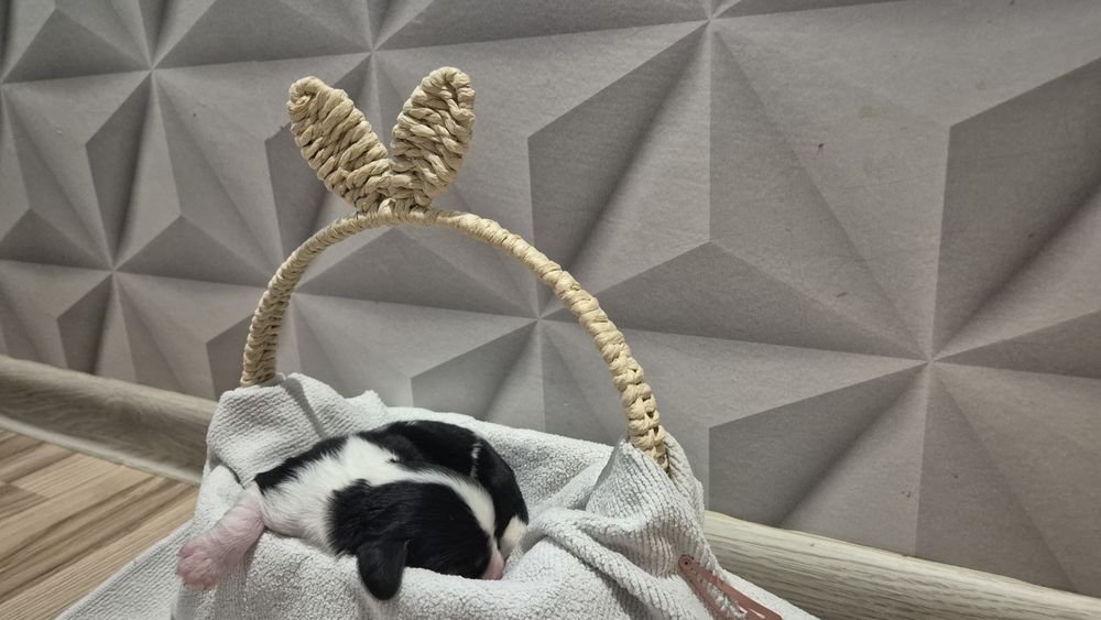 Cavalier king spaniel