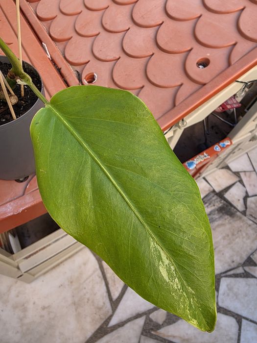 Planta Monstera Aurea variegata
