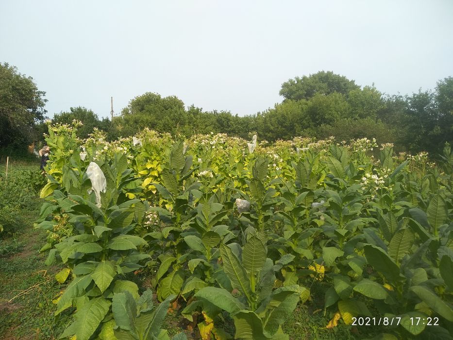 Насіння тютюну 82 сортів семена табака