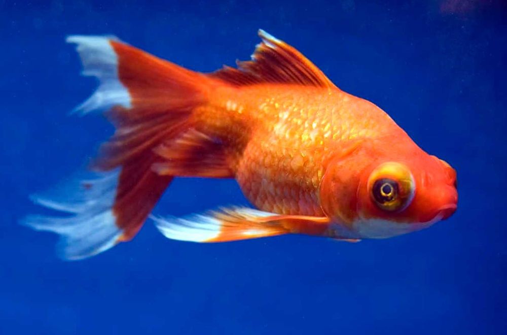 Welonka odmiana TELESKOP CZERWONO - BIAŁY - Welon - dowóz, wysyłka