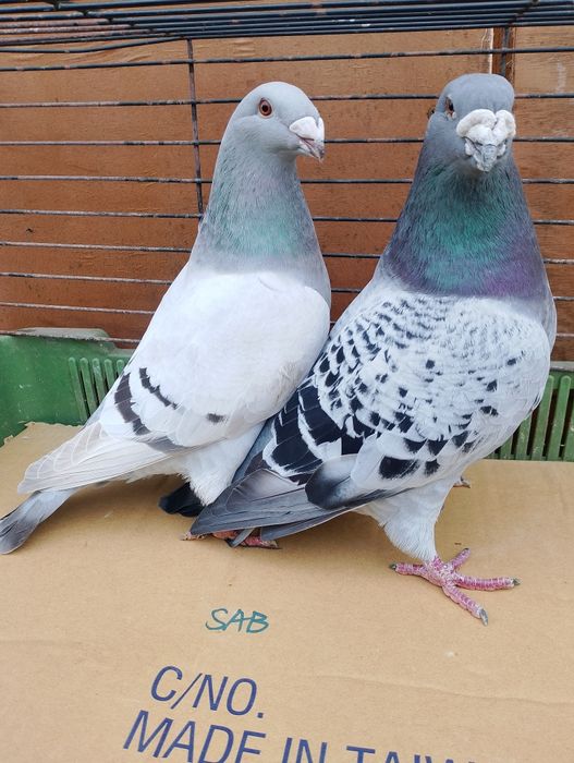 Sprzedam gołębie pocztowe standard para parzystą.