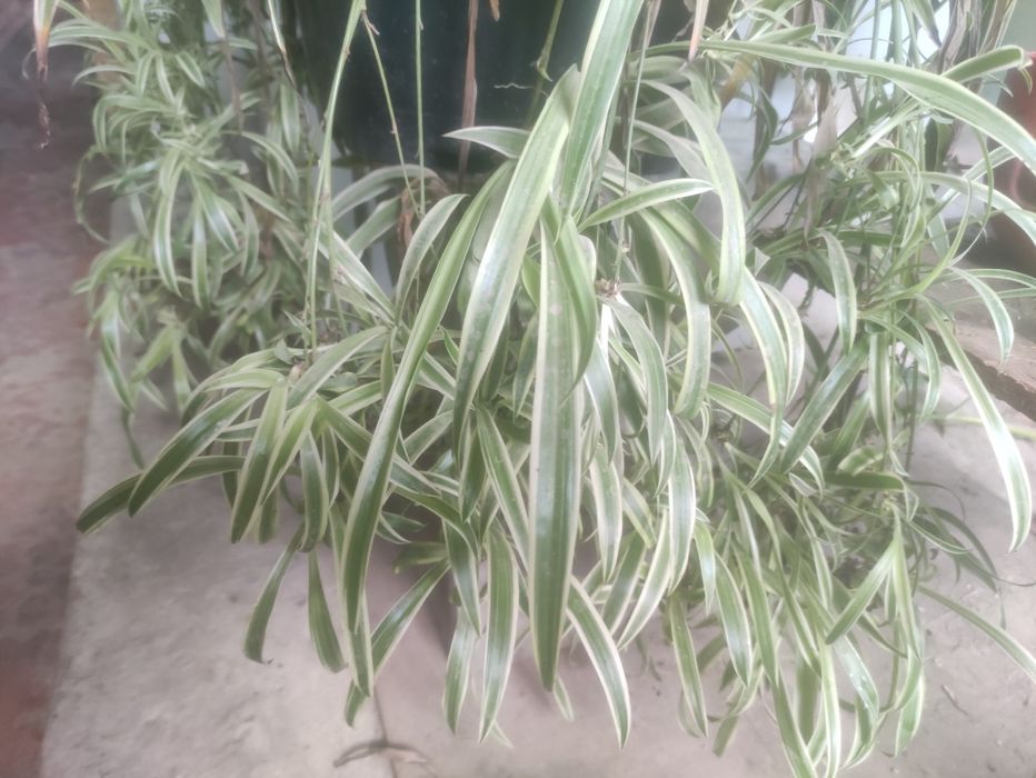 Продам комнатные растения