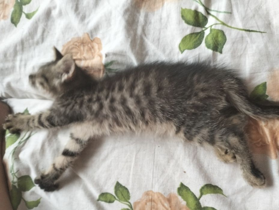 Кошеня добрі руки