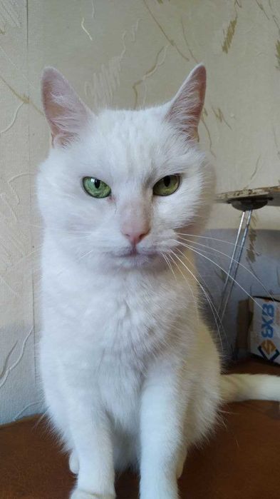 Біла кішка 3 роки шукає дім.