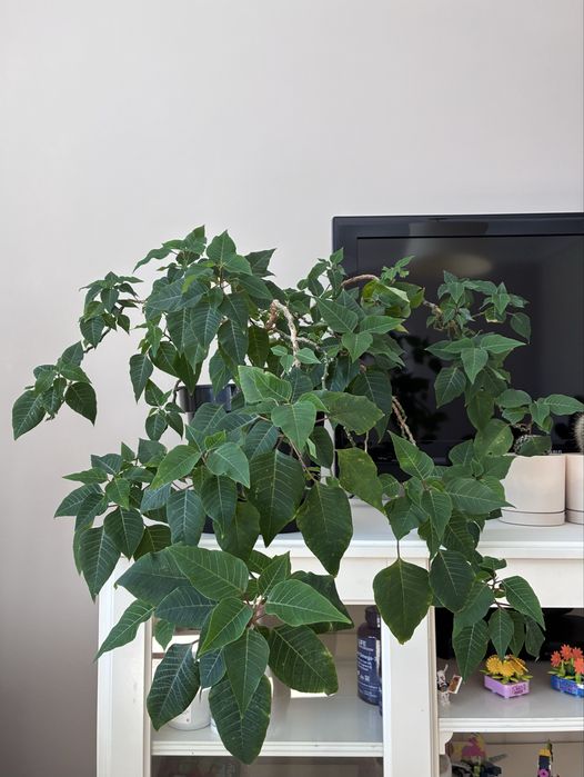 Gwiazda Betlejemska (Poinsettia , Euphorbia pulcherrima)