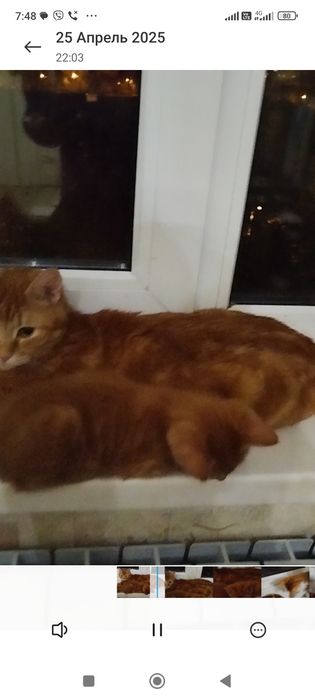 Отдам даром в хорошие руки котят и маму