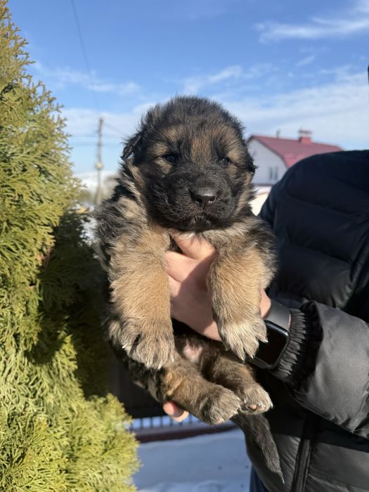 Німецька вівчарка бронь