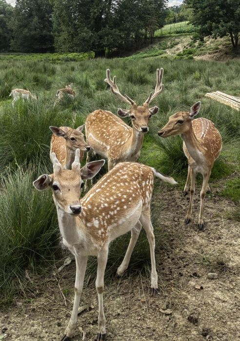 Daniele byki porcelana