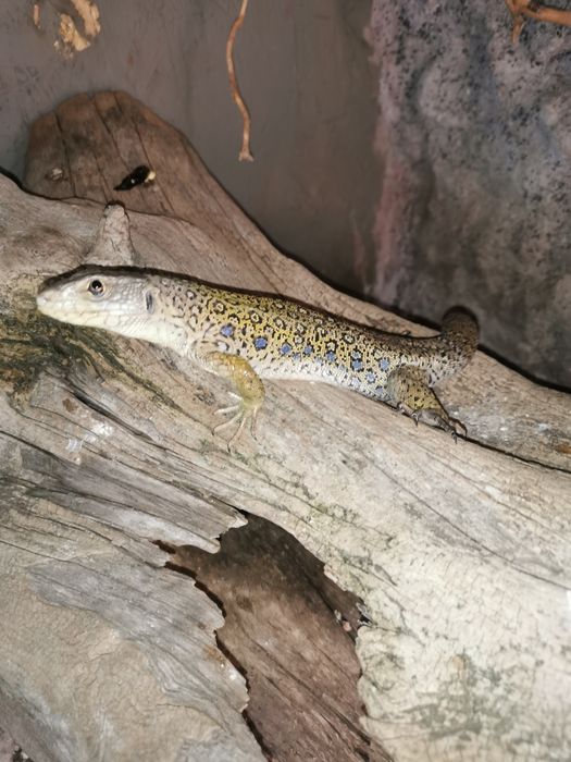 Jaszczurka perłowa, Timon  lepidus