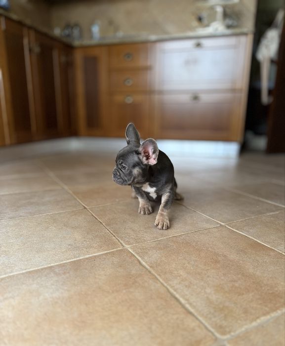 Excecional menina Bulldog/Bouledogue Francês de Qualidade
