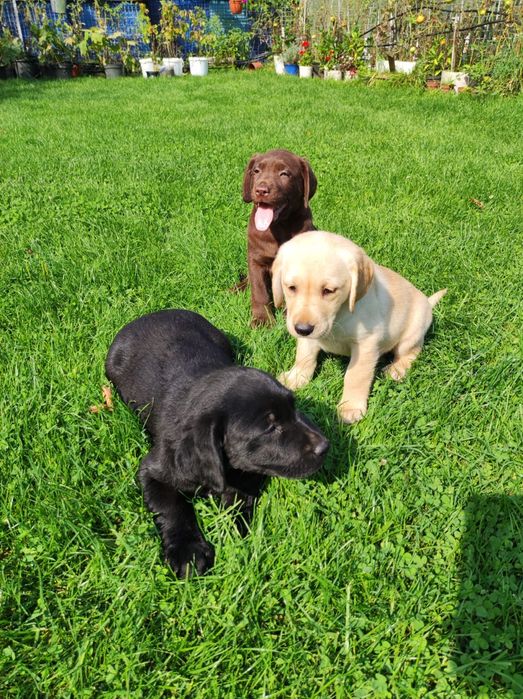 śliczny piesek labrador rodowód