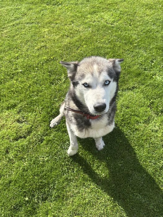 Pies husky oddam za darmo